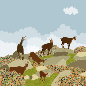 grand carnet postale chamois nuages